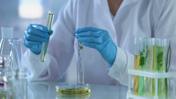 Lab Worker Pouring Chemical Liquid Herbal Tube, Perfumery Extract, Cosmetology