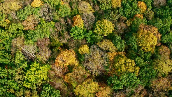 Autumn trees from above. Colorful background of autumn wood at sunlight. 