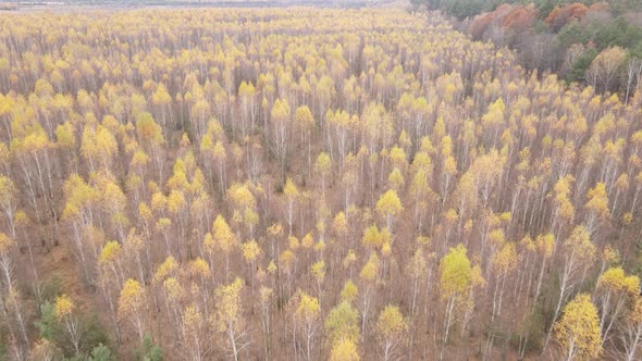 Forest with Trees in the Fall