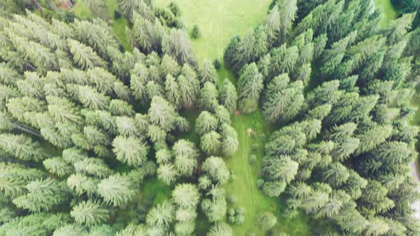 Aerial View of Alpin Pinewood in Summer Season Forest Overhead Panorama From Flying Drone