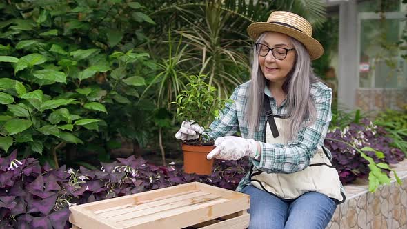 Woman in Straw Hat Sitting Near Green Plantings in Greenhouse and Transplanting Flower Into Pot