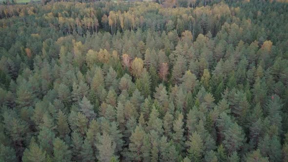 Gravel Country Road in Green Pine Forest Woods Growing Both Sides. Aerial Dron 4k View.