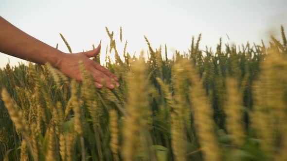 Woman's Hand Touching Wheat Ears