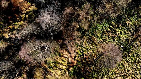 Autumn forest seen from above.