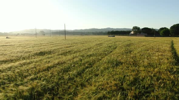 Wheat Field in Spring at Sunrise