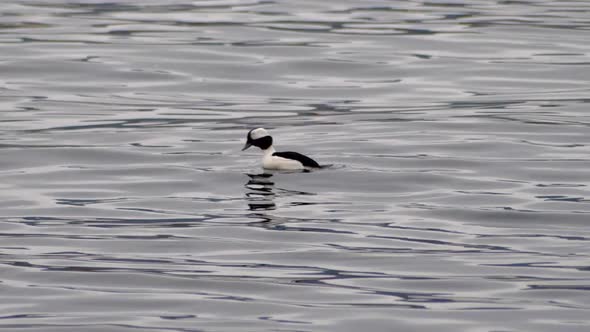 Bufflehead Bird Dive Into The Water Looking For Fish To Eat. - Slow Motion Shot