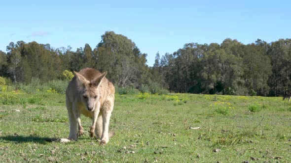 A young Kangaroo joey stands on a grassy paddock while it scratches its face with its long paw