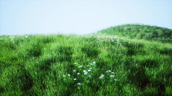 Green Hills with Fresh Grass and Wild Flowers in the Beginning of Summer