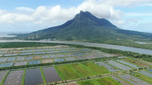 Prawn Fish Farm Aerial