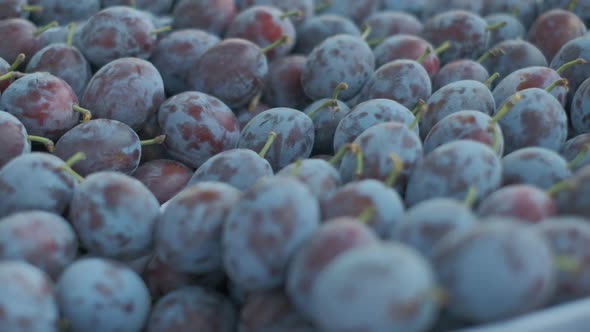 Rippened Plums in a Box Closeup