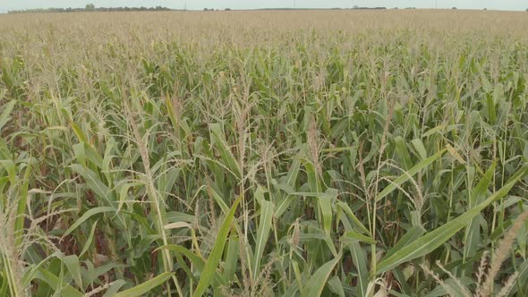 Field with Corn. Aerial. Kyiv. Ukraine