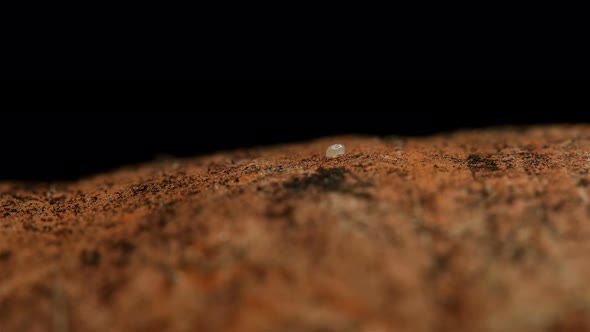 Flour Mite Acarus sp. crawls on the surface of carrots, family Acaridae