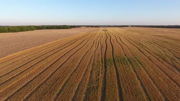 Wheat Field Harvest