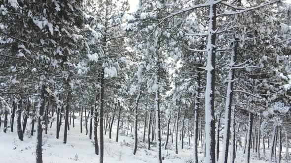 Trees Winter