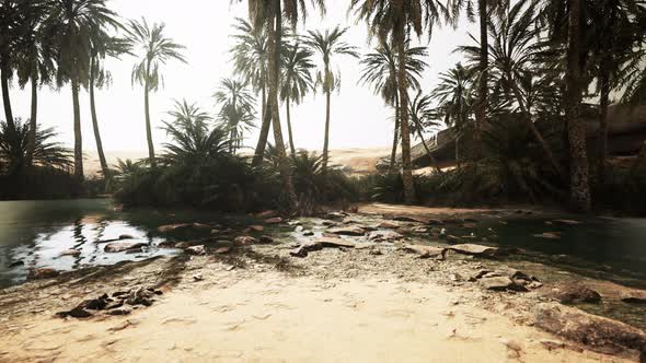 Desert Oasis Pond with Palm Trees and Plants