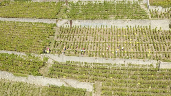 Aerial orbiting people harvesting grapes in Lavaux vineyard - Switzerland