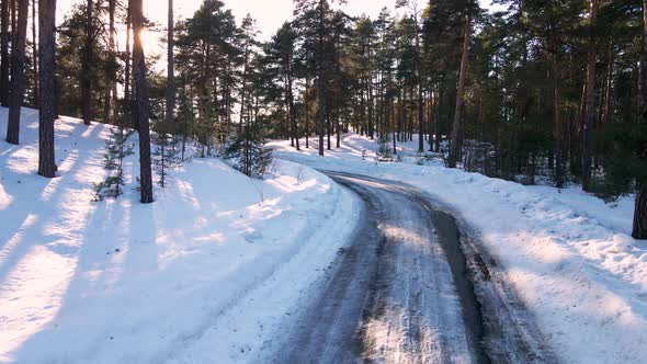 Winding Road in a Winter Pine Forest