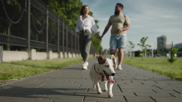 Cute Jack Russell Terrier Walks in the City Park with His Owners