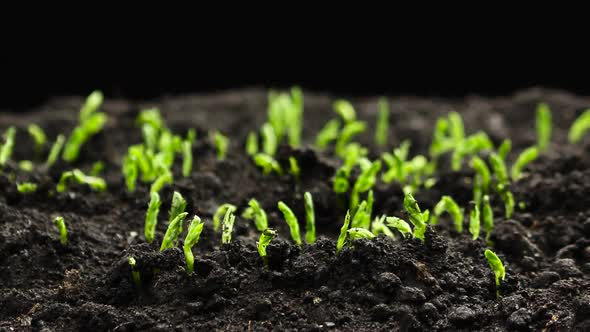 Growing Plants in Spring Timelapse, Sprouts Germination Newborn Pea Plant in Greenhouse