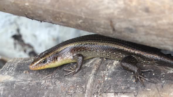 Common sun skink (Eutropis multifasciata) disappearing off a bamboo log in Thailand