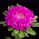 Beautiful Magenta Aster Flower Opening - VideoHive Item for Sale