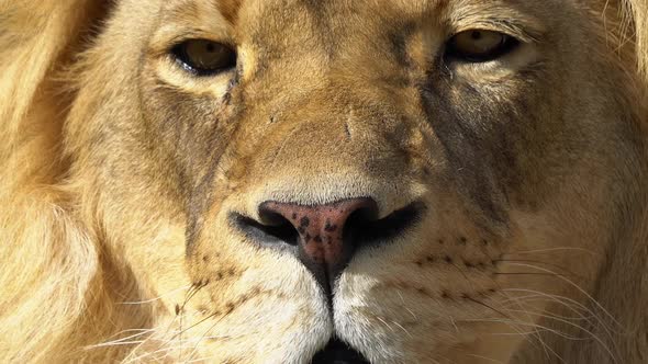 View of adult male lions face glowing in the sun