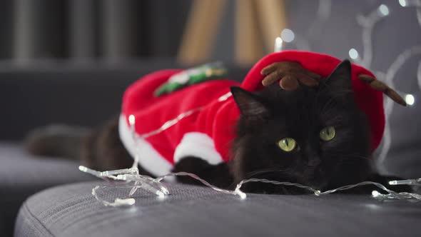 Close Up Portrait of a Black Fluffy Cat Dressed As Santa Claus Lies on a Background of Christmas