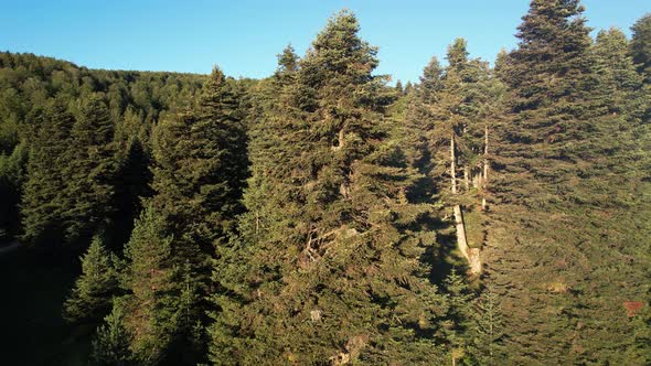 Aerial Pine Forest