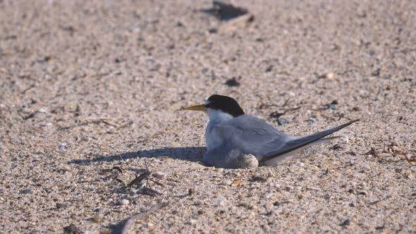 high frame rate clip of a little tern adult settling onto its nest