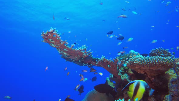 Reef Underwater Coral Garden