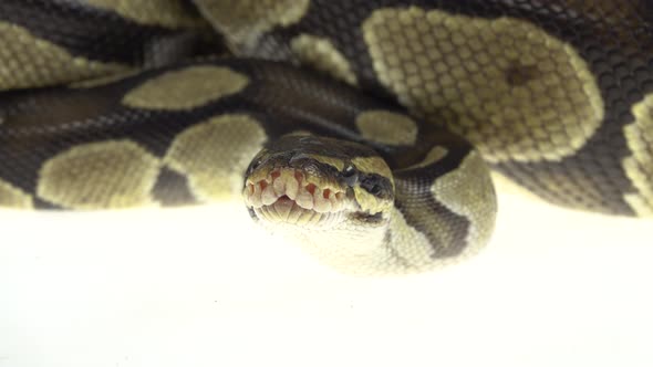 Royal Python or Python Regius on Wooden Snag in Studio Against a White Background. Close Up