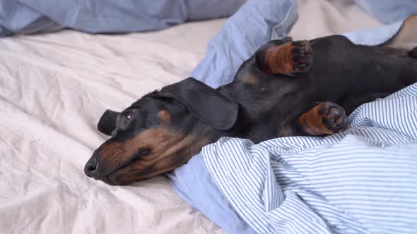 Small Dachshund Puppy is Lying on the Bed Looking Carefully to the Side and Dreaming of a Walk