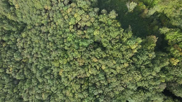 Trees in the Mountains Slow Motion. Aerial View of the Carpathian Mountains in Autumn. Ukraine