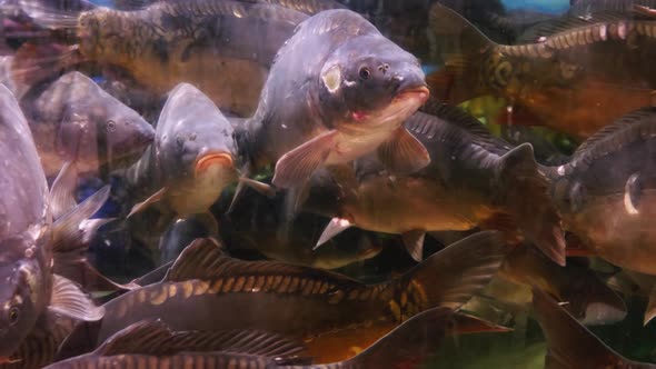 Carps Swim in Aquarium in the Supermarket