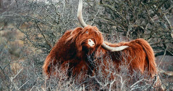 Highland Cattle Scratching Itself By Horn In  Woodland Of Netherlands. - close up