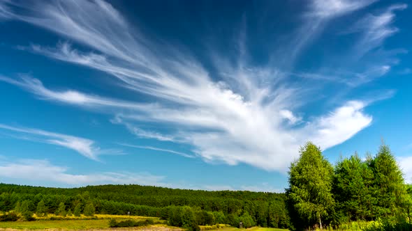 Forest meadow.