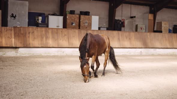 Horse Lying Down And Rolling In Paddock