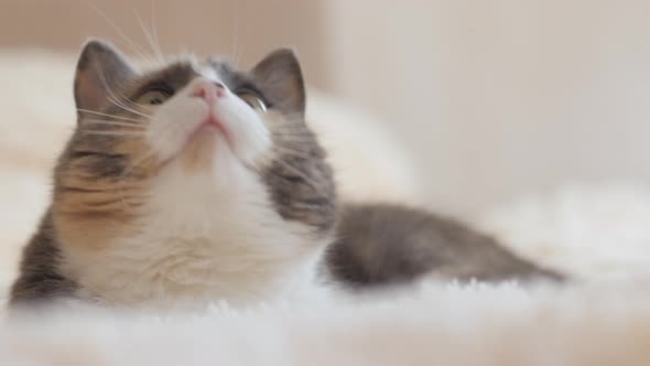 Cute curious grey cat lying on bed on plaid indoors