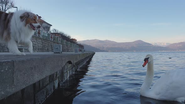 Aggressive dog barks at hissing swan on Lake Maggiore in Italy. Low-angle pov