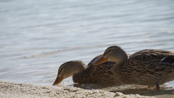 Two Ducks are Eating a Piece of Bread By the Lake