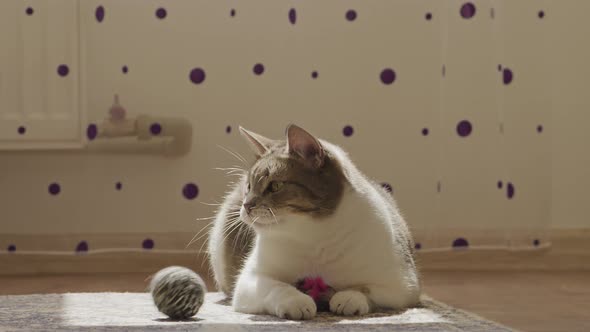 Domestic Cat Lazy Catching a Toy Ball and Looking Straight at Camera