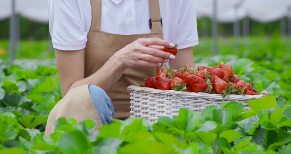 Close Up of Woman in Uniform Picking Fresh Strawberries