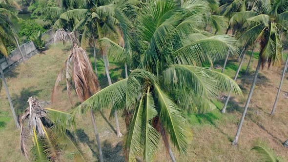 Strong Wind Shakes Tropical Green Palms Growing in Garden