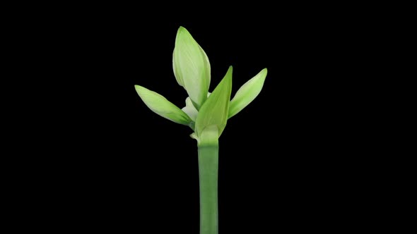 Time-lapse of opening white amaryllis Christmas flower