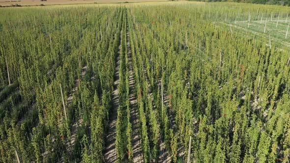 Hops Field in Autumn