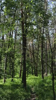 Vertical Video of a Forest with Trees