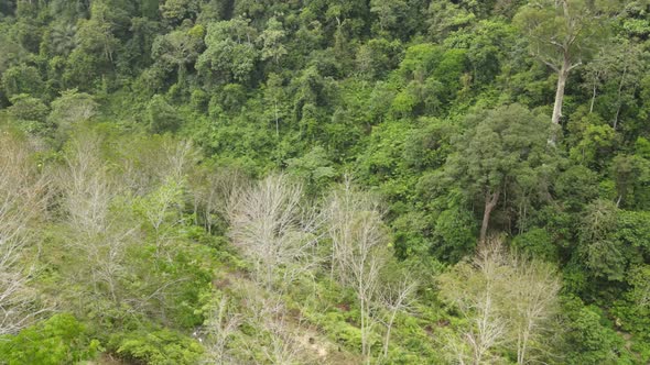 Aerial view rubber Plantation And Forest in Pahang