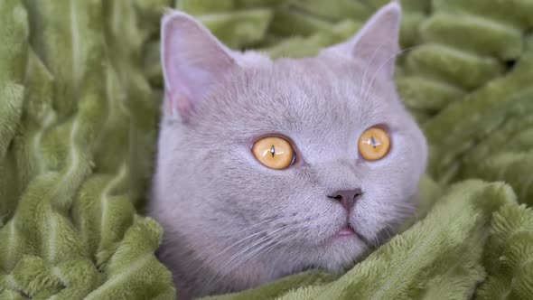 Sleepy Gray British Purebred Cat is Hiding in a Green Blanket Ready for Bed