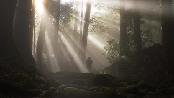 Static, sulight filters through trees and fog, hikers walks by, Japan