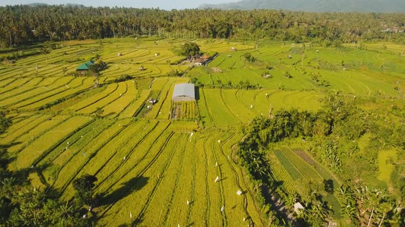 Landscape Rice Terrace Field Bali Indonesia